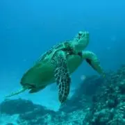 ホヌ丸