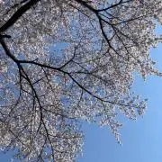 ぱにの画像