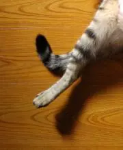 みどりむしの画像