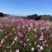 sukemi☆断捨離中の画像