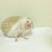 やま。の画像