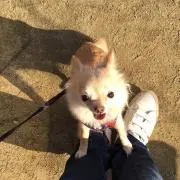 さくらパパ。の画像