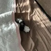 グラコロ