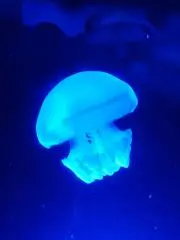 ✨ 風の谷のナウシカ バスタオル ✨ - メルカリ