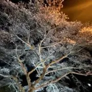 japonezeの画像