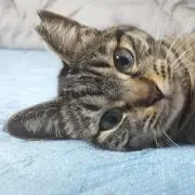 elmoの画像