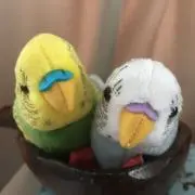 ちゃろの画像