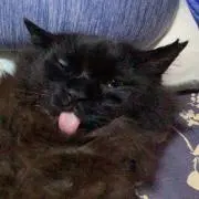 ハル