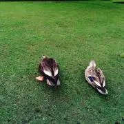 ほのきち