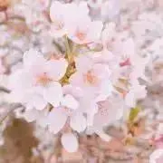 りんごあめの画像