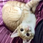 ダブルリボン(ブルーくまさん)わんちゃん猫ちゃん用首輪 - メルカリ
