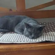 ぬかげんの画像