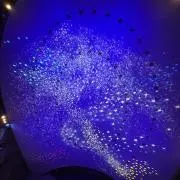 Yoruの画像