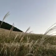 にく