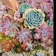 yuu    【おまとめ不可】の画像
