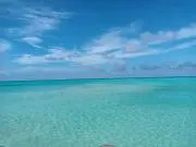 チロの画像