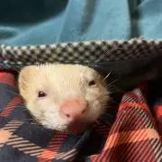 爛華の画像