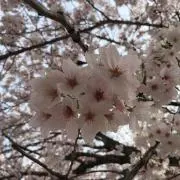 A子の画像