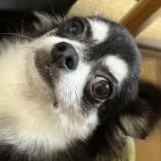 ピノ