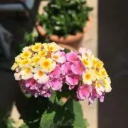 てっちゃんの画像