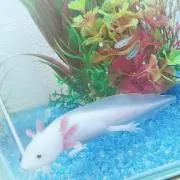 のん