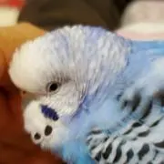 ピッピーの画像