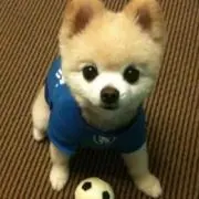 ポメ