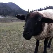 かんかんの画像