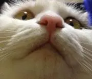 きなこまにあ