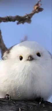 しまえながちゃんの画像