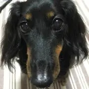 ヤマトモ☆プロフィール確認お願いしますの画像