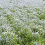 蓮の花◍•ᴗ•◍✧*の画像