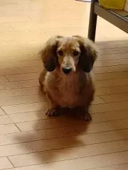 asapyiの画像