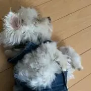 ピチくん