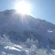 木蓮の画像
