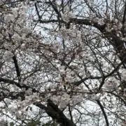 ニコの画像
