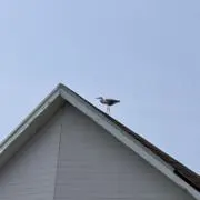 ずらの画像