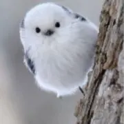 みにの画像