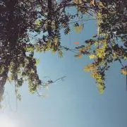 :)の画像