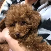 ママちゃん