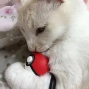 瑠那の画像