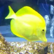 れもん