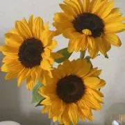 @peeeaceの画像