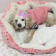 さつまいも