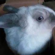 みーわ