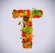 Toraの画像