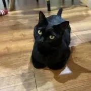 シルバー仮面の画像