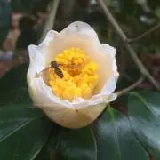 春うららの画像