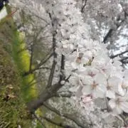 ✳︎まま✳︎の画像