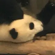 パンダ(即買いok)